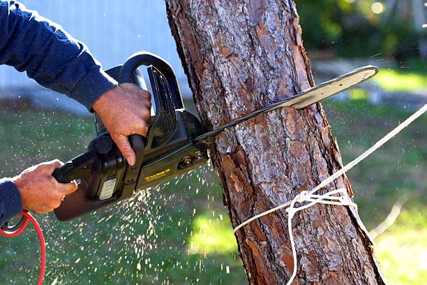 Leaf Removal